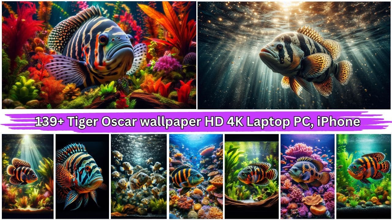 139+ Tiger Oscar wallpaper HD 4K Laptop PC, iPhone Mobile