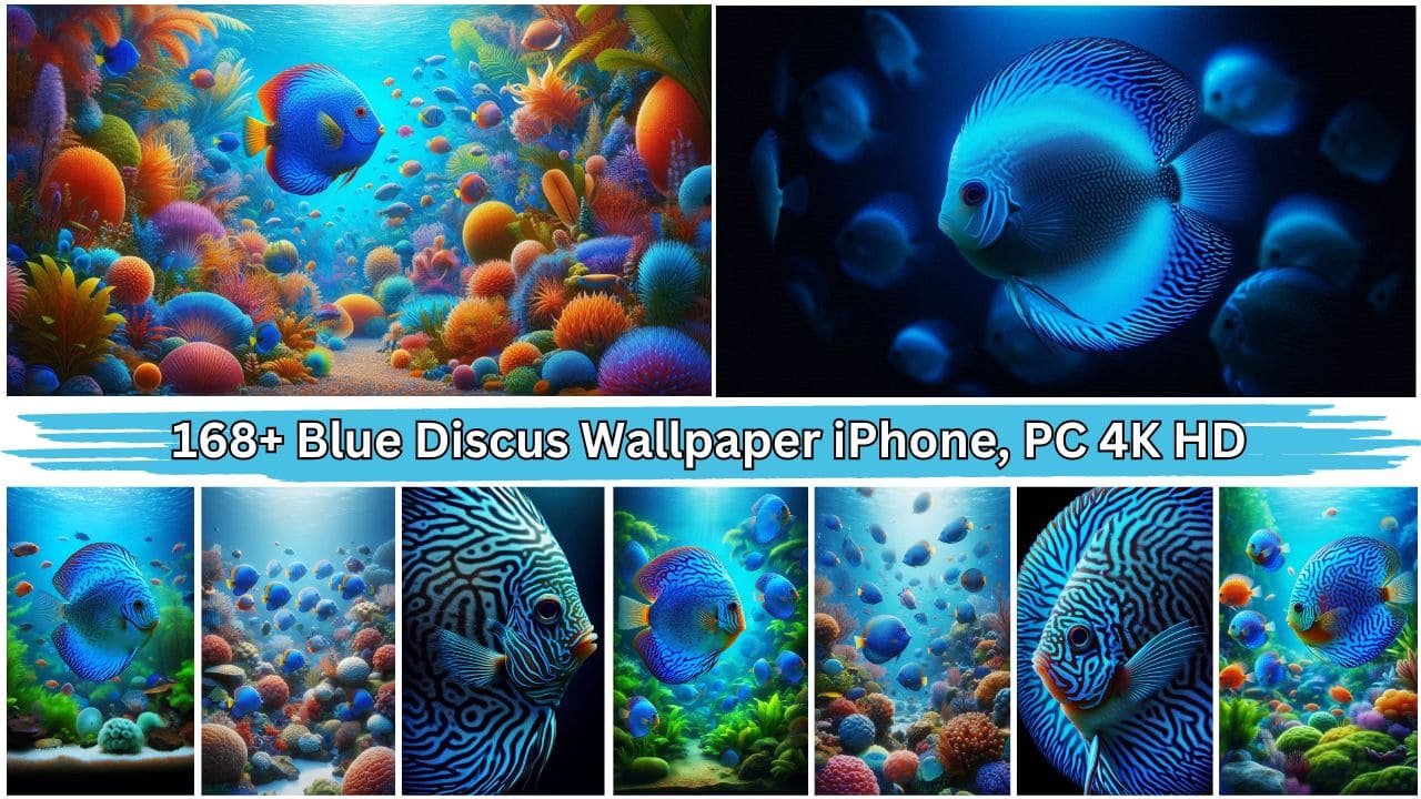 168+ Blue Discus Wallpaper iPhone, PC 4K HD Free Download