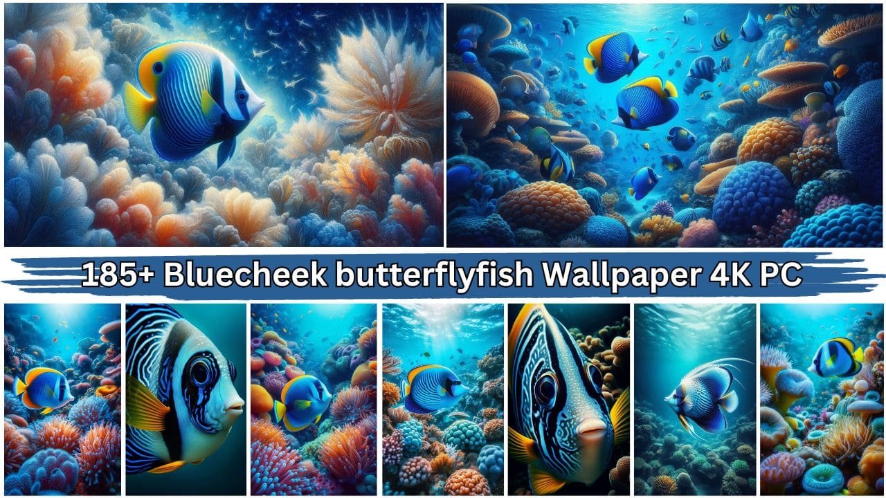 185+ Bluecheek butterflyfish Wallpaper 4K PC Laptop, iPhone Free