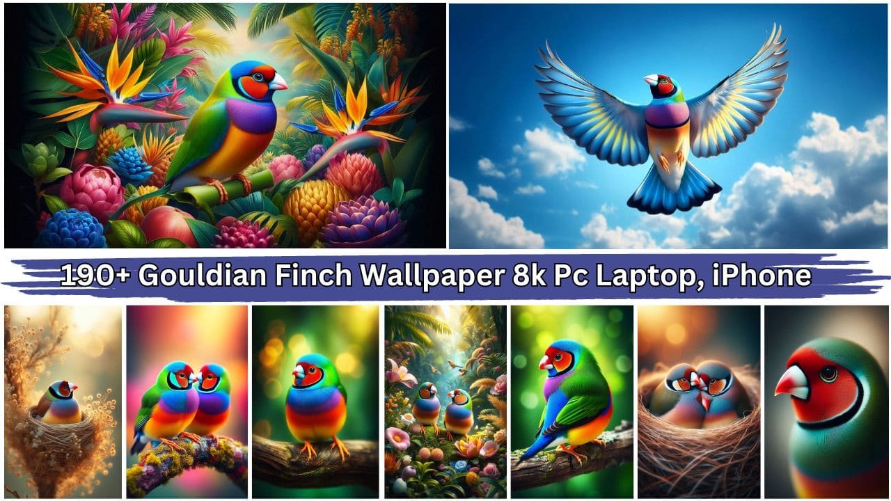 190+ Gouldian Finch Wallpaper 8k Pc Laptop, iPhone, Mobile Free