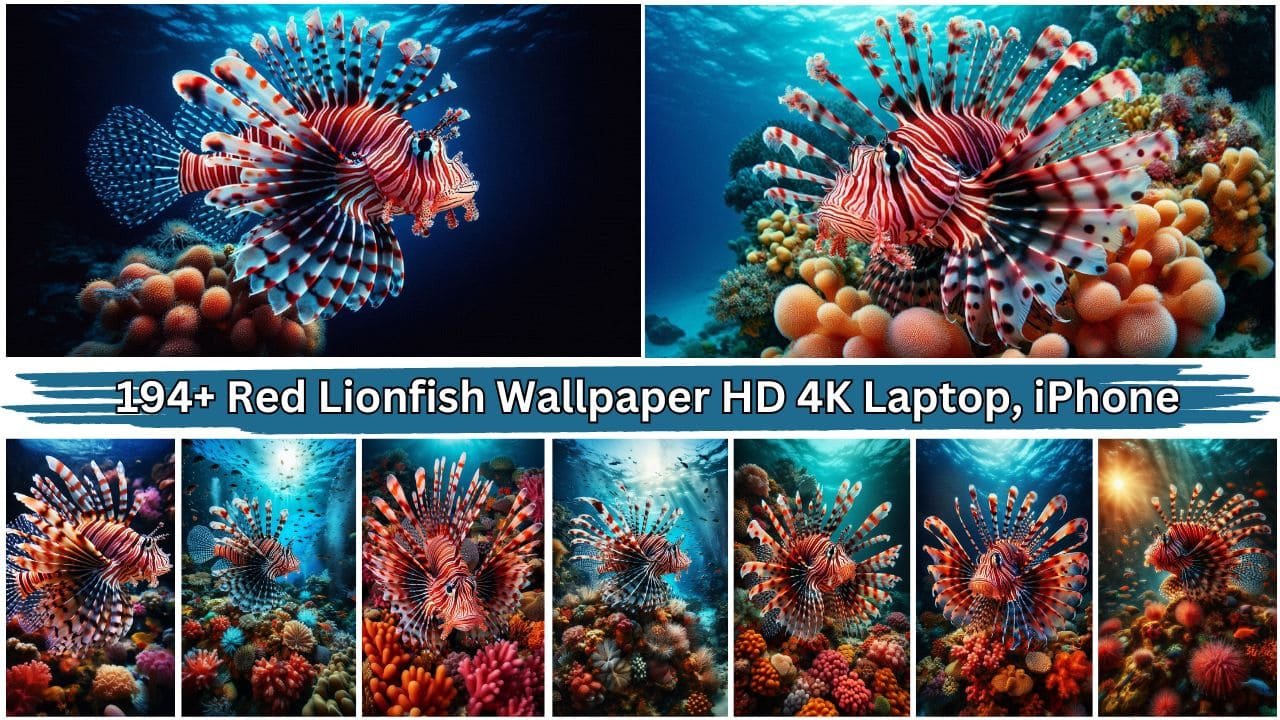 194+ Red Lionfish Wallpaper HD 4K Laptop, iPhone Free Download