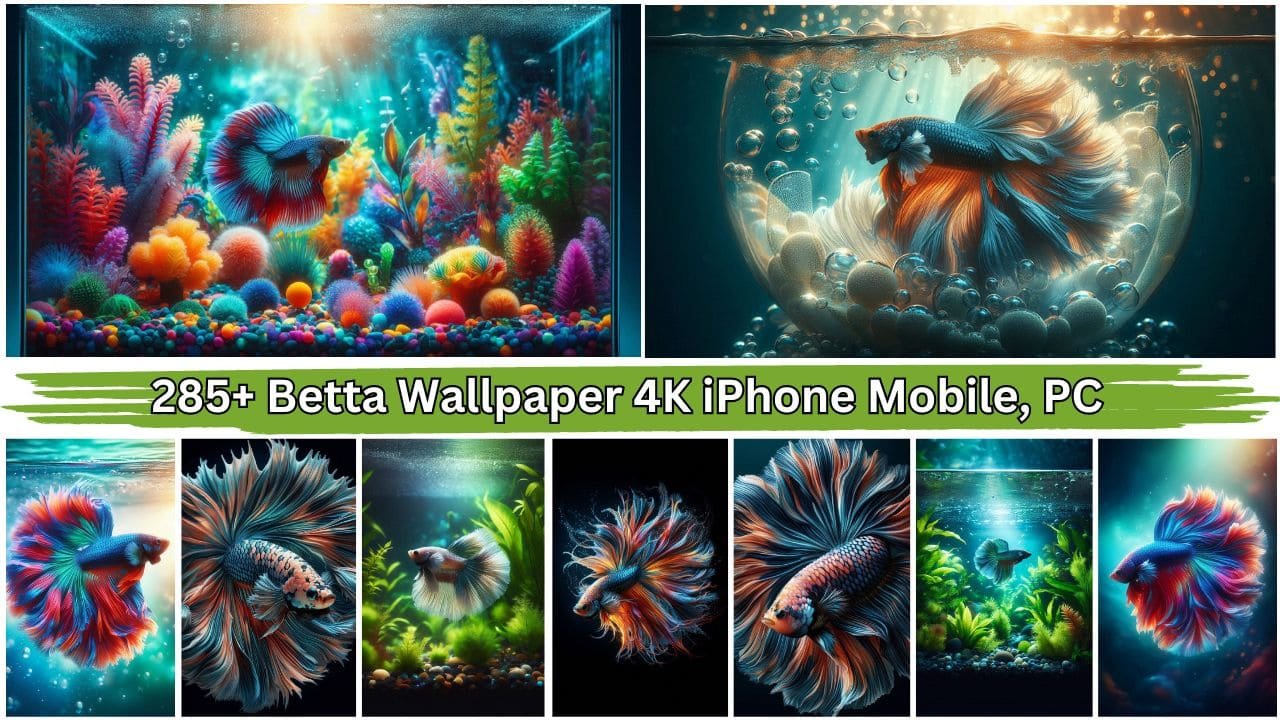 285+ Betta Wallpaper 4K iPhone Mobile, PC Desktop Free