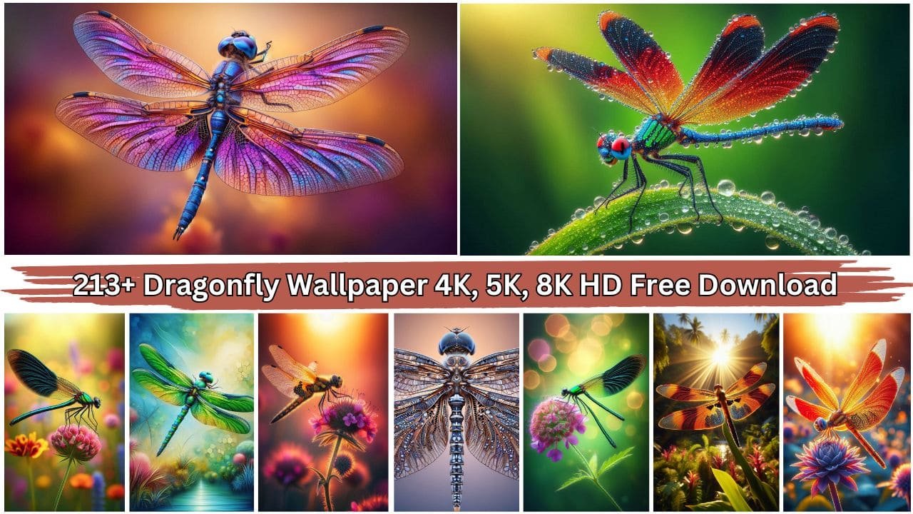 213+ Dragonfly Wallpaper 4K, 5K, 8K HD For Free Download