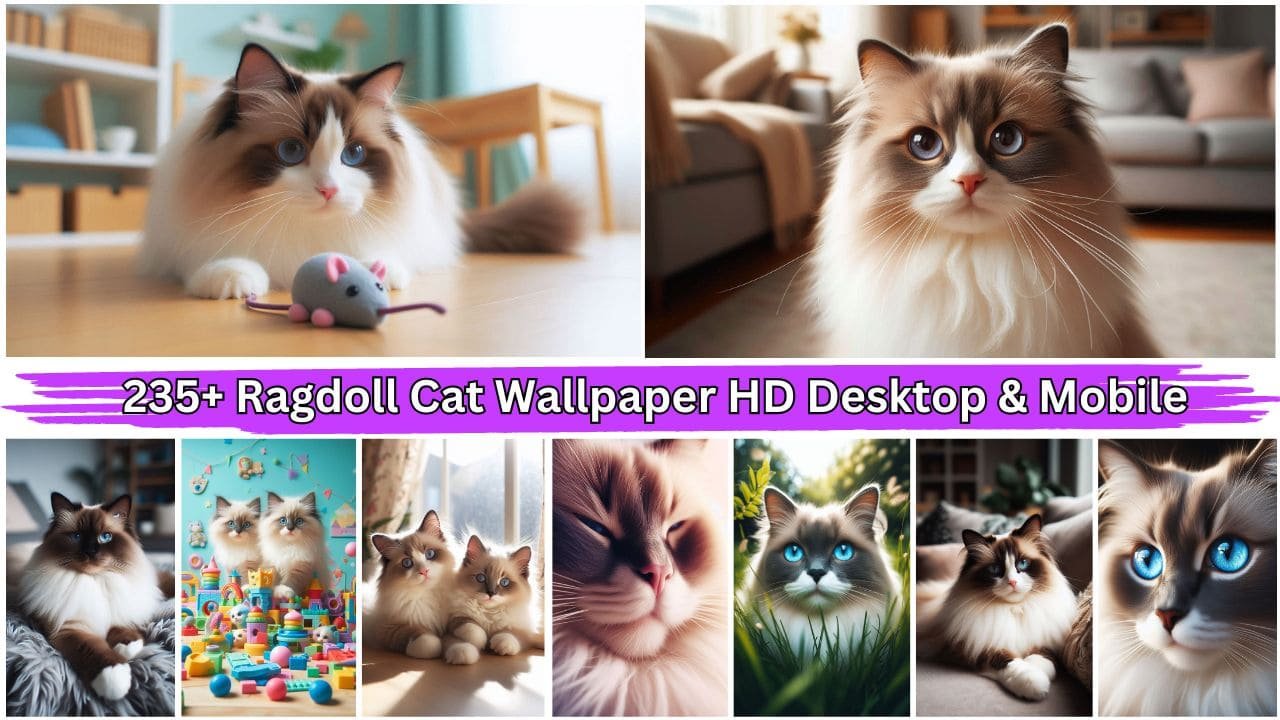 235+ Ragdoll Cat Wallpaper HD Desktop & Mobile