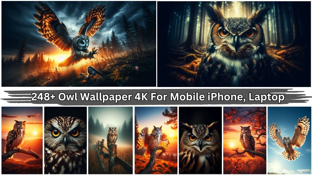 248+ Owl Wallpaper 4K For Mobile iPhone, Laptop PC Free