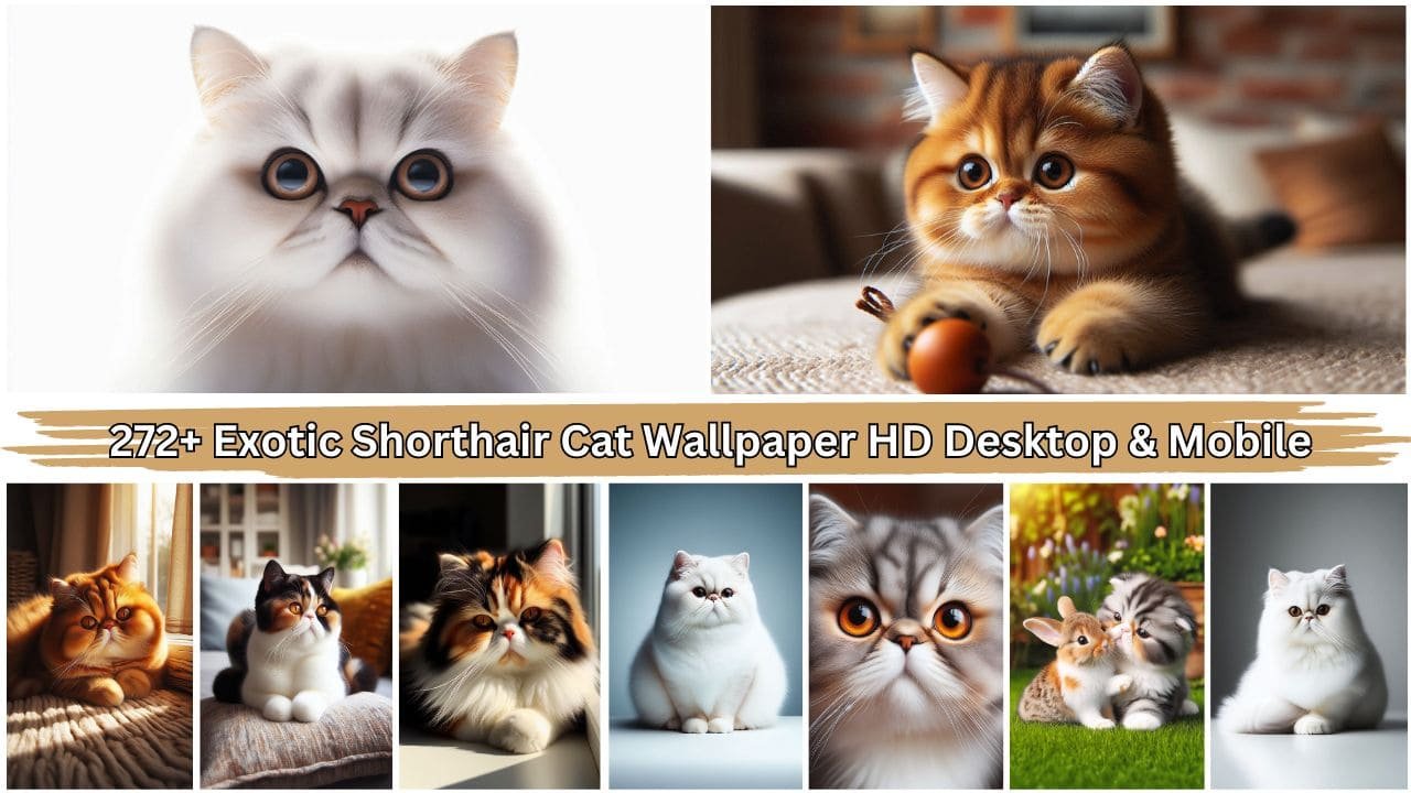 272+ Exotic Shorthair Cat Wallpaper HD 1080p 4K 8K iPhone, Desktop