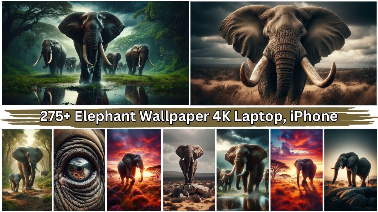 275+ Elephant Wallpaper 4K, 5K, 8K Free HD Download