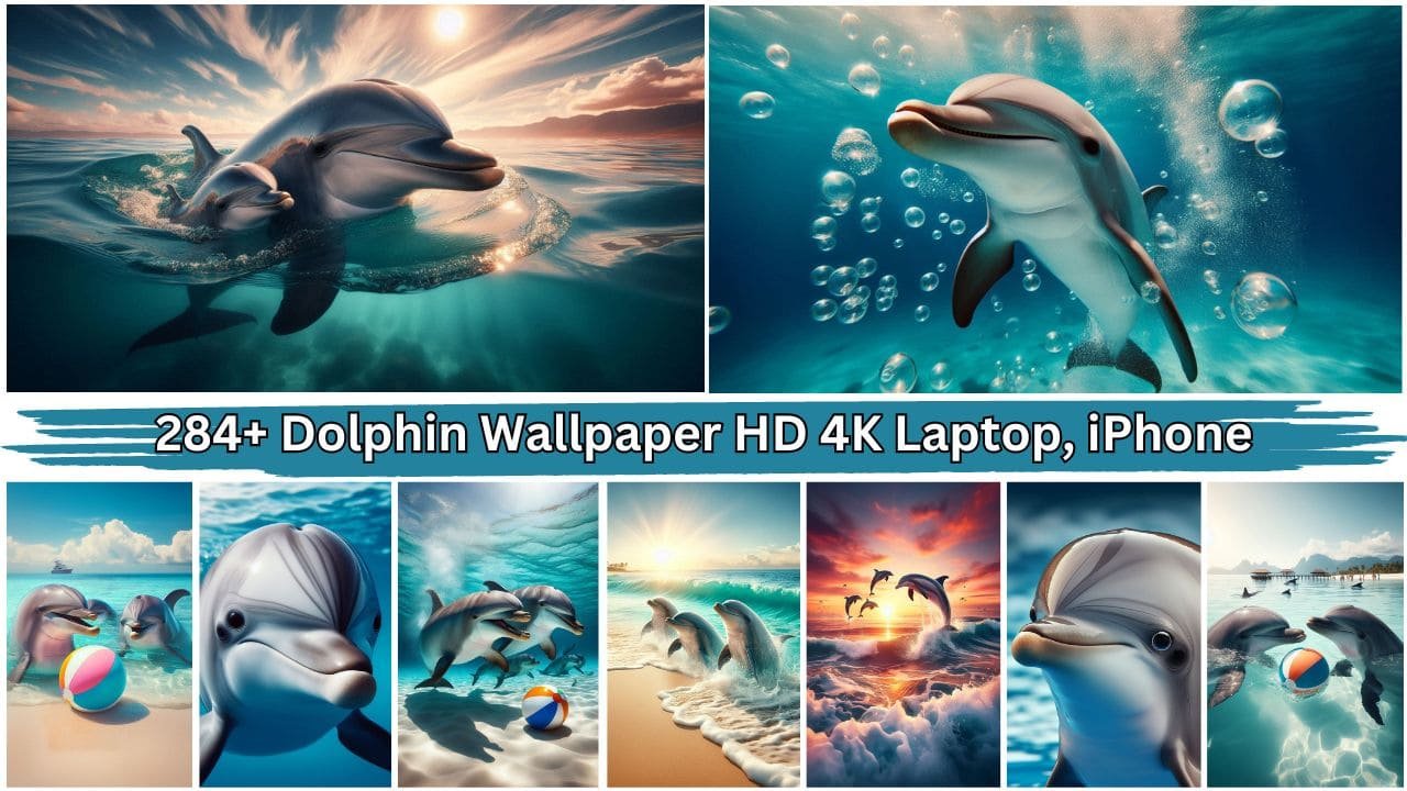 284+ Dolphin Wallpaper HD 4K 8K PC Laptop, iPhone Phone